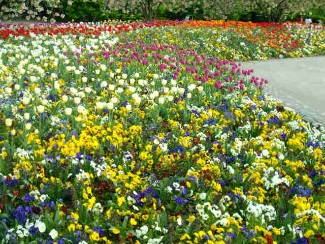 Ein Meer voller Blumen