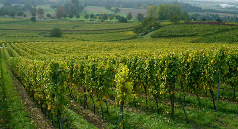 Weinlagen Hang mit Blick zur Bergstraße