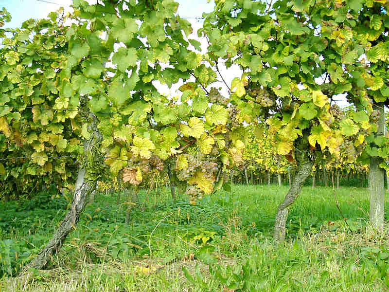 Weinreben mit ein paar restlichen Weintrauben