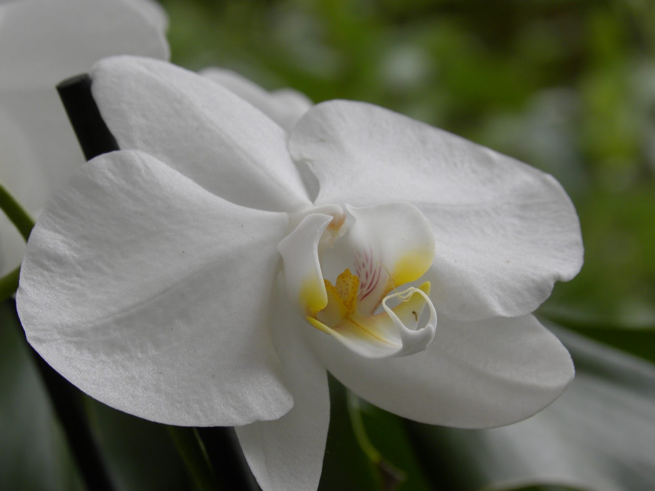 Nahaufnahme eine Orchideen Blüte im Odenwald