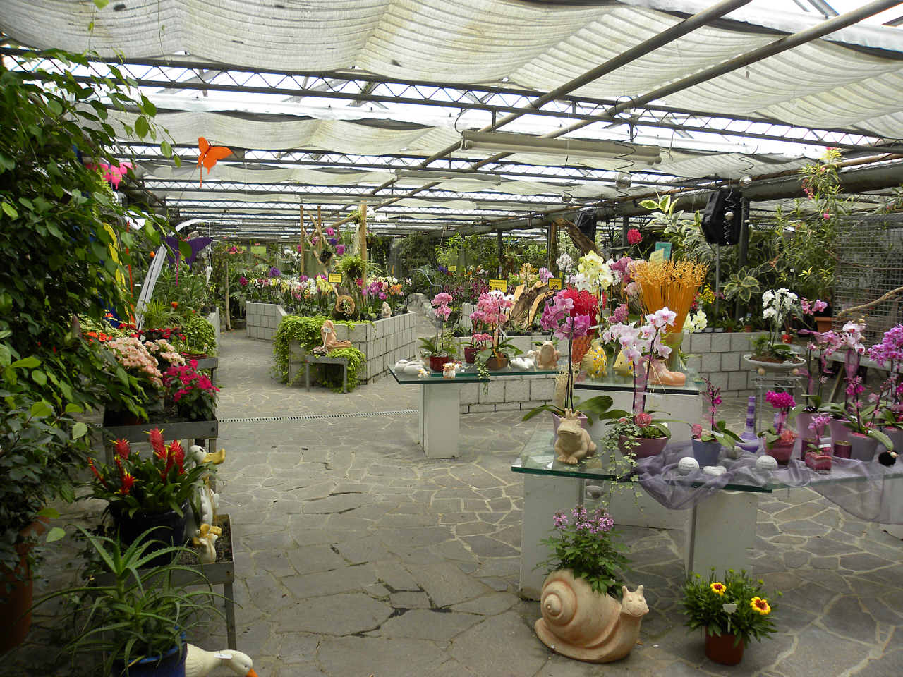 Orchideen verkauf in der Gärtnerei