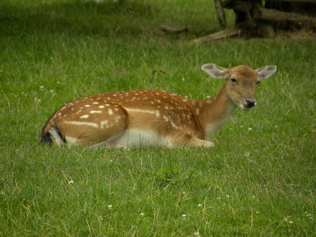 Wildgehege Dammwild Bad Weilbach