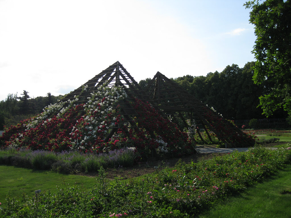 Rosarium in Hattersheim Rosarium in Hattersheim