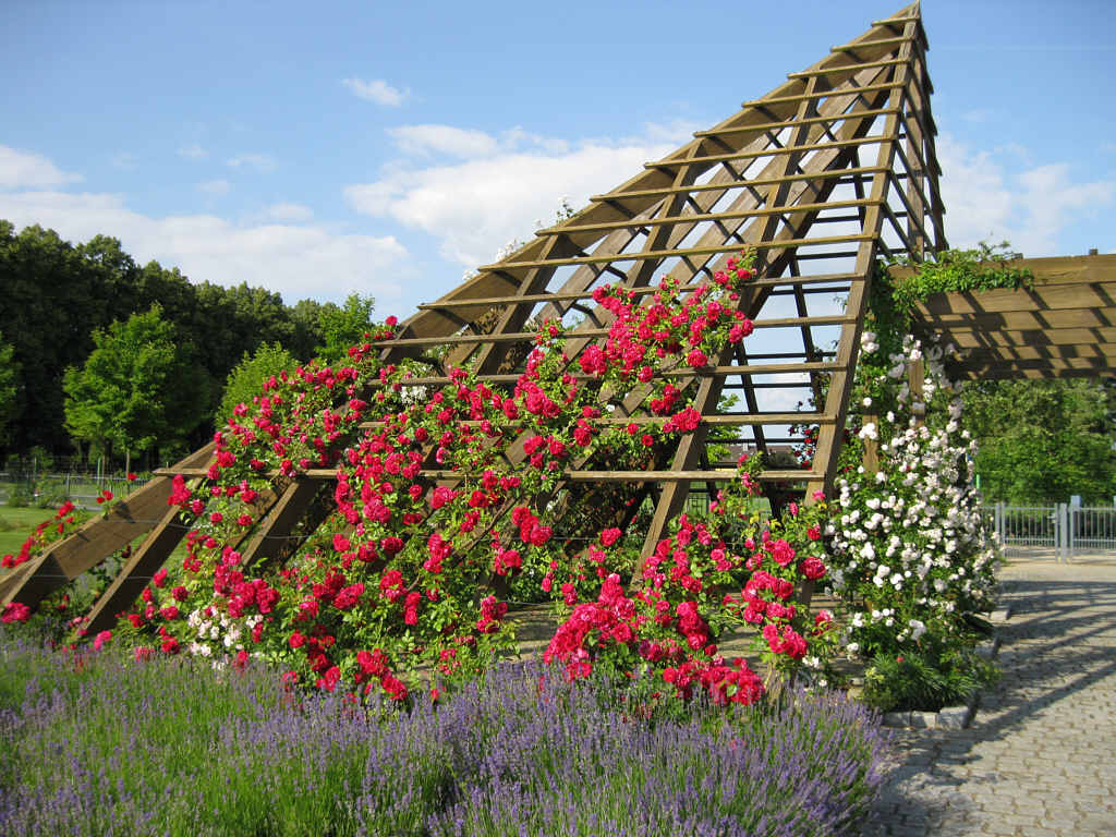 Rosenpyramide Rosarium in Hattersheim Rosarium in Hattersheim, Kletterrosen am Rankgitter der Rosenpyramide